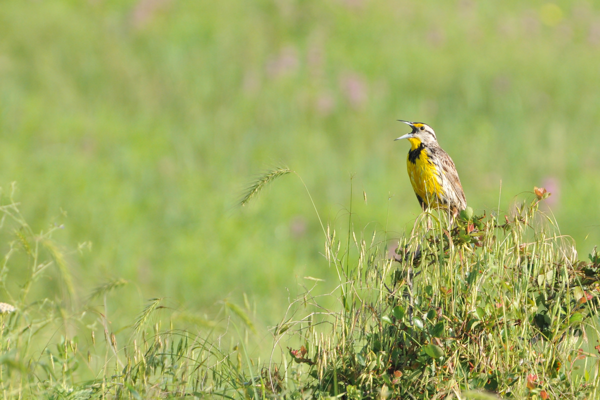 Wichita Mountains Wildlife Refuge, Lawton Oklahoma - Eastern Meadowlark